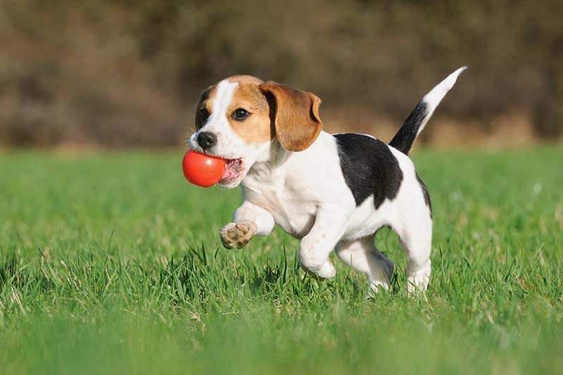 Pension canine Lourdes