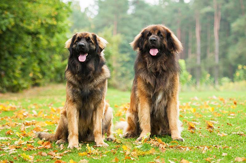 Centre Canin Lourdes