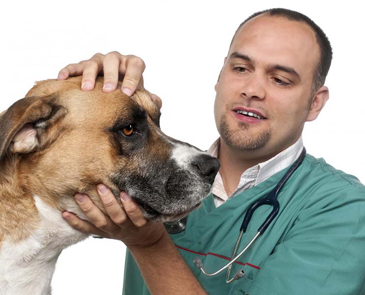 Élevage canin Pau