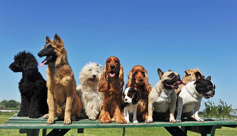 Élevage canin Lourdes