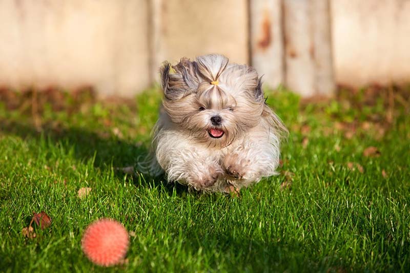 Garde de chien Pau