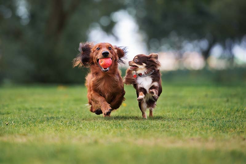 Garde de chien Pau