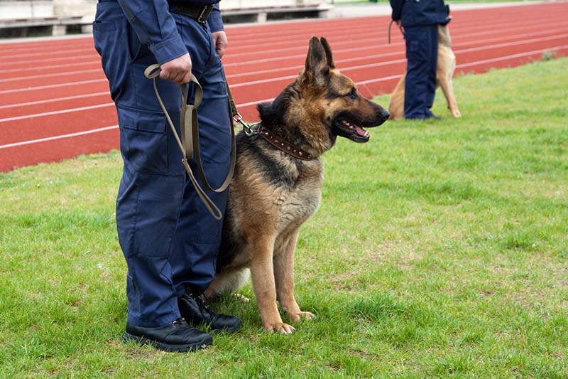 Garde de chien Lourdes