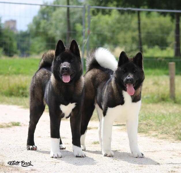 Garde de chien Pau
